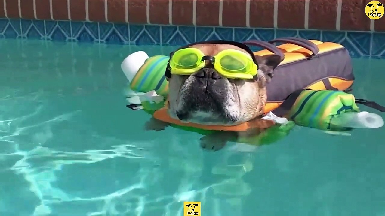 Funny Dogs | Cute baby Dog Videos | Dogs PRO Compilation 09