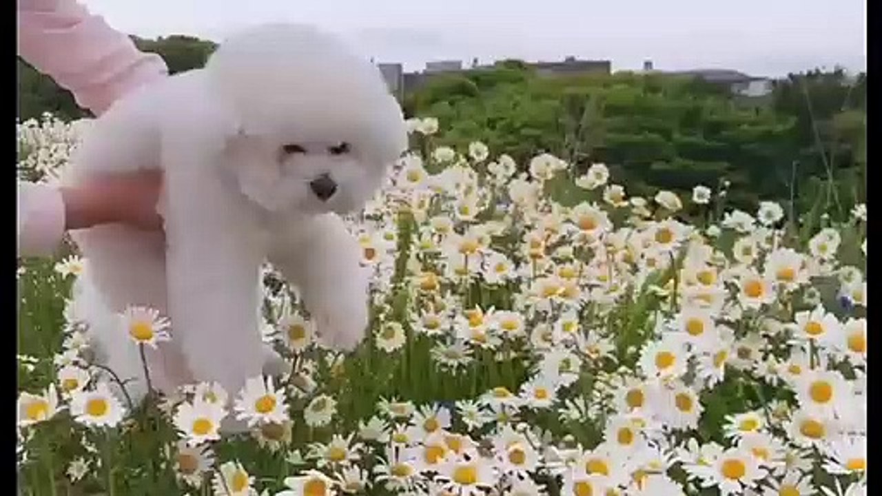 cutest and funny pet dog in my Home