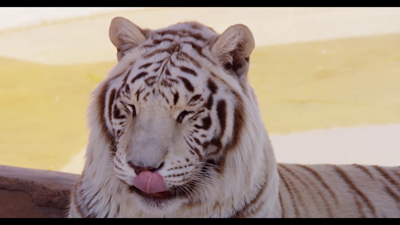 8K VIDEOS UltraHD 60p _ Realistic 8K HDR  _ Demo