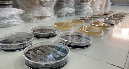 Türk bilim adamları, 6 ülkede 60 yeni tür bakteri keşfetti