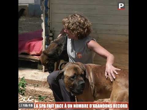 Le 18:18 - Abandons d'animaux : le cri d'alarme de la SPA