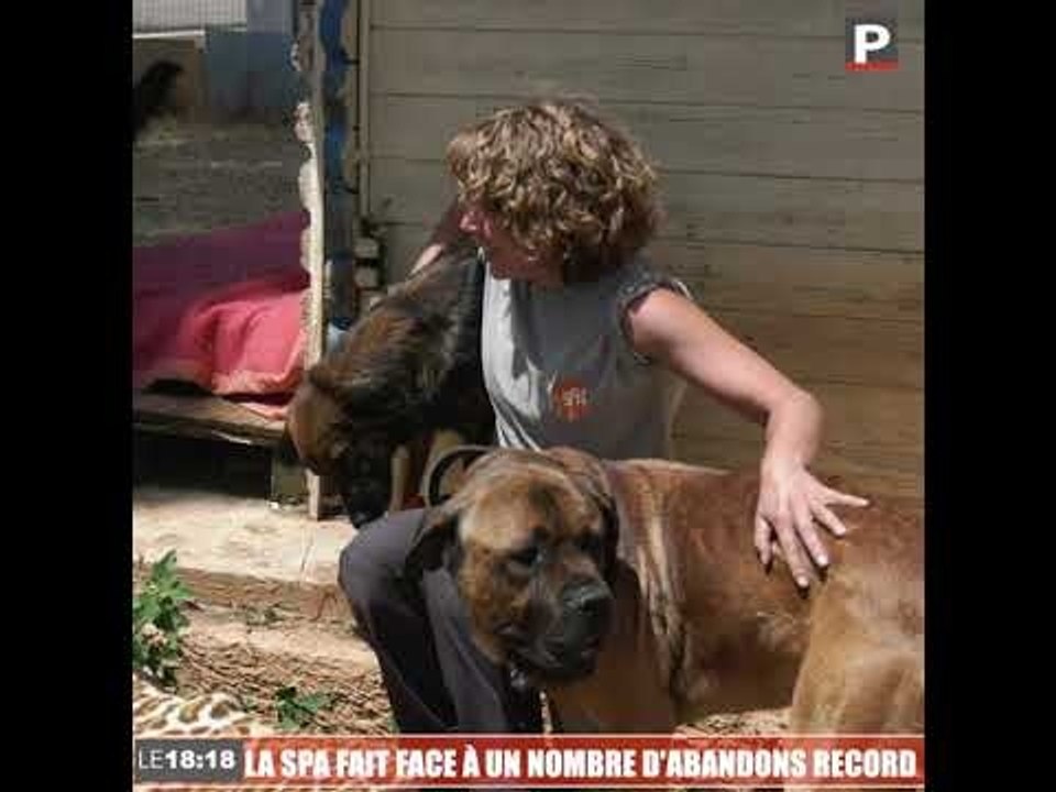 Le 18:18 - Abandons d'animaux : le cri d'alarme de la SPA