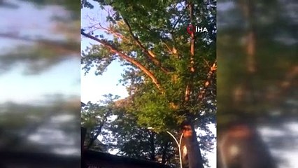Asırlık çınarın dalı böyle devrildi, faciadan dönüldü