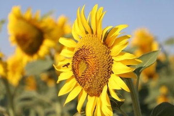 Hayrabolu'da "Sarı Gelinler" çiçek açtı