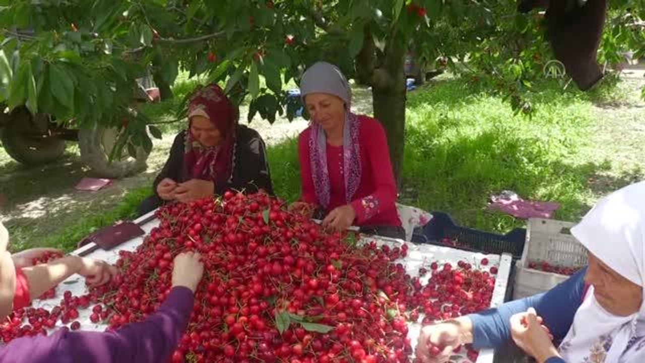 AFYONKARAHİSAR - Sultandağı kirazı, rekoltesiyle ve fiyatıyla üreticisinin yüzünü güldürdü