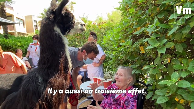 À Hyères, Jules le lama rend visite aux personnes âgées