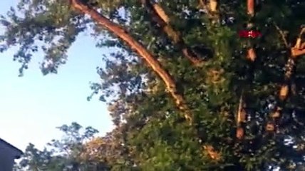 Tarihi çınar ağacının 9 metrelik dalının kopma anı kamerada