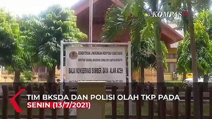 2 Bungkus Racun Ditemukan Dalam Lambung Gajah Mati Tanpa Kepala