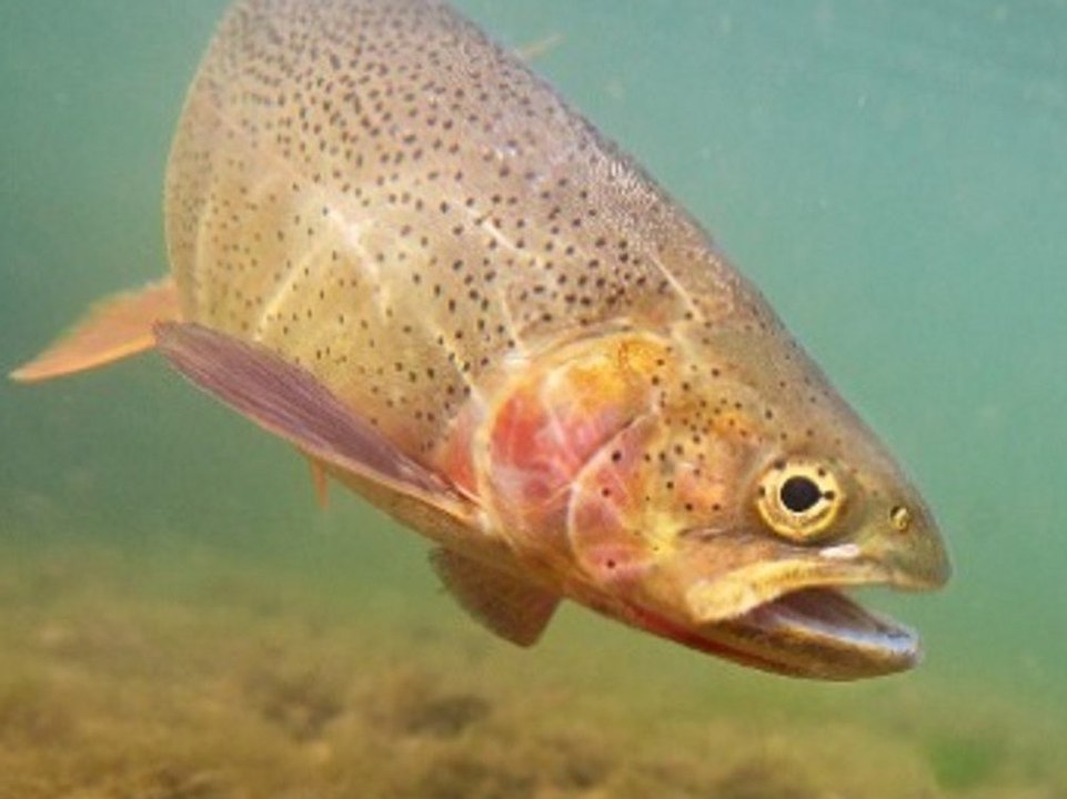 High unter Wasser: Fische können durch Abwasser drogensüchtig werden