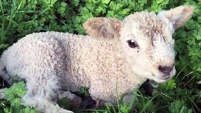 01.Cute baby lamb bleating - Baby lamb makes baaing sounds