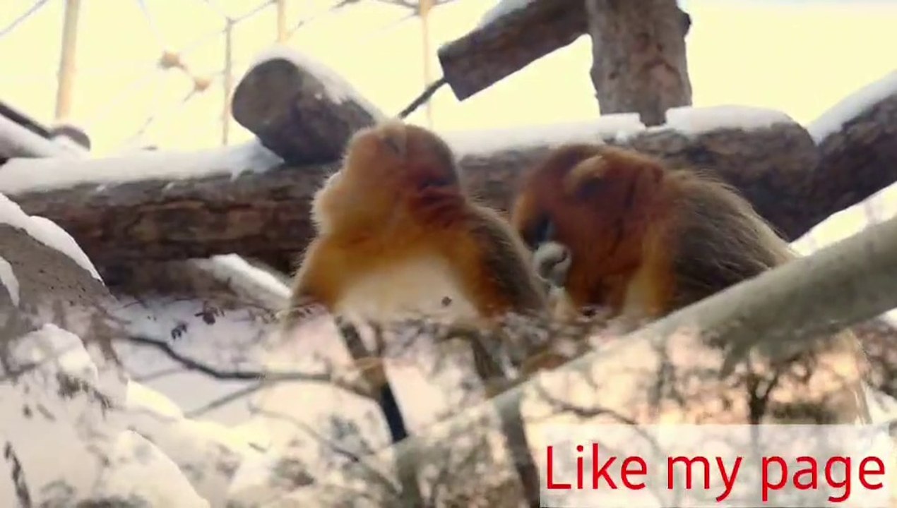 Two calm and beautiful monkeys having sunbath