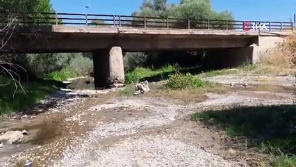 Çekerek çayında kuraklık tehlikesi