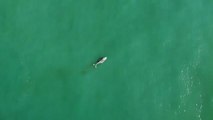 Encuentran una ballena muerta en las playas de Brasil