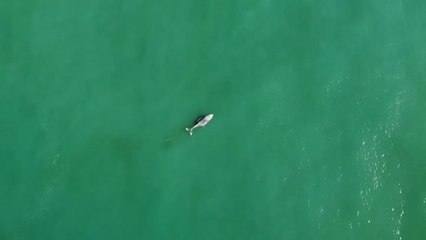 下载视频: Encuentran una ballena muerta en las playas de Brasil