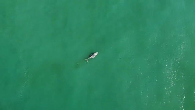 Encuentran una ballena muerta en las playas de Brasil