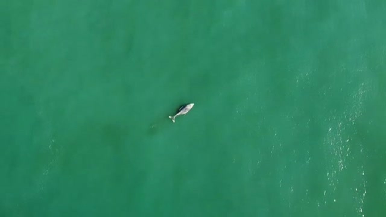 Encuentran una ballena muerta en las playas de Brasil