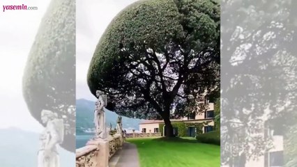 Muhteşem görüntüsüyle etkisi altına alan ağaca yaklaştıkça...