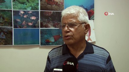 'Dünyadaki 600-700 fok sayısının dörtte üçü Yunanistan ile Türkiye kıyılarında yaşıyor'