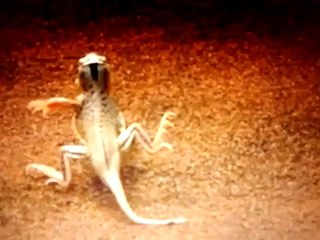 Kumda gizlenen yılanın müthiş kertenkele avı