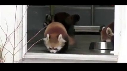 Zavallı pandanın ödü patladı!