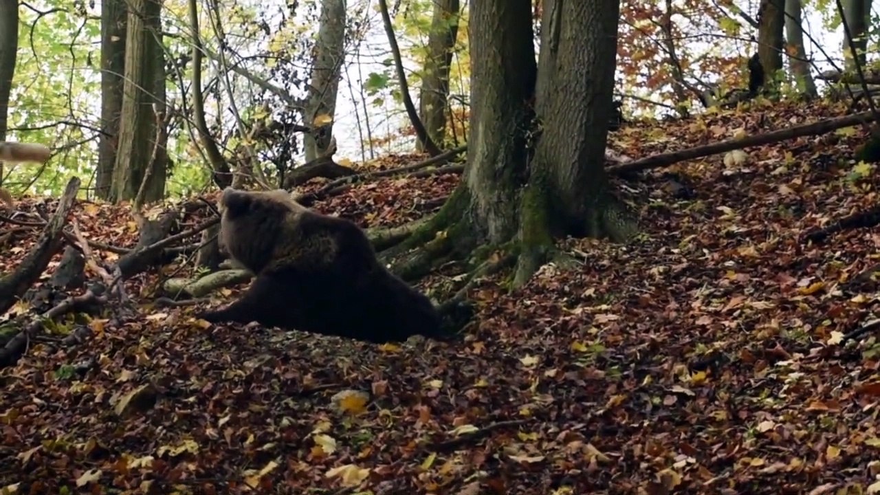 Bär am Balaton? Interview mit einem Bärenexperten