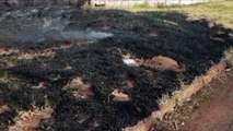 Corpo de Bombeiros controla incêndio em vegetação que ocorreu ao lado da USF do Pioneiros Catarinense