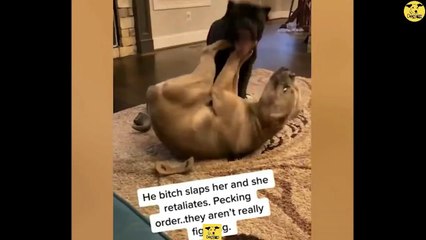 Funny Dogs | Cute baby Dog Videos | Dogs PRO Compilation 00