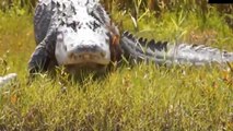Crocodile Fight With Terrestrial Predators Crocodiles Steal Prey From Lion, Wild Dog, Cheetah