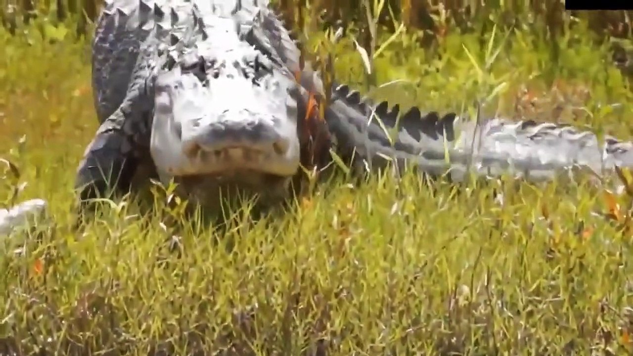 Crocodile Fight With Terrestrial Predators Crocodiles Steal Prey From Lion, Wild Dog, Cheetah