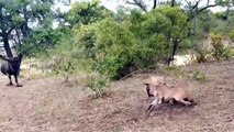 Mother Wildebeest sacrifices herself to Save her offspring from mad Zebra Fierce battle herbivore