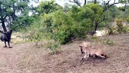 Mother Wildebeest sacrifices herself to Save her offspring from mad Zebra Fierce battle herbivore