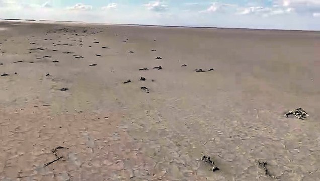 Tuz Gölü’ne bent çekilince yavru flamingolar öldü