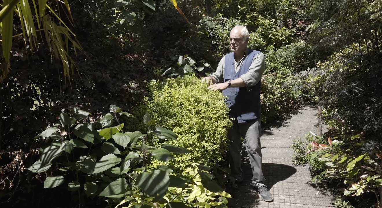 Taille d'un arbuste à floraison printanière : ce qu'il faut faire et ne pas faire