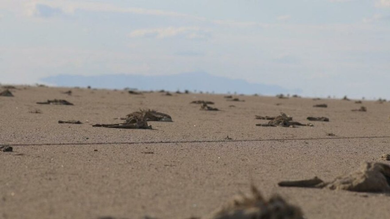 İnsanlar Tuz Gölü’nü kuruttu, 3 bin flamingo yavrusu öldü