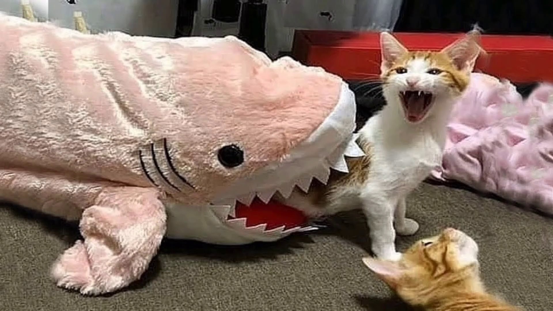 Cute Pets And Funny Animals Compilation