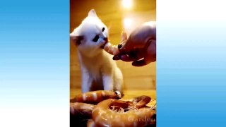 Cute Pets And Funny Animals Compilation