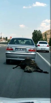 Ölü ineği araçla sürükleyen sürücüye para cezası