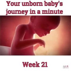 Your unborn baby's journey in a minute