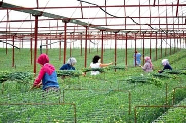 En kaliteli karanfiller Denizli'de 12 ay boyunca üretilebilecek