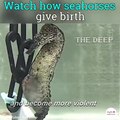 Watch how seahorses give birth