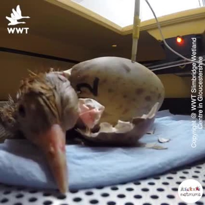 Crane hatching time lapse