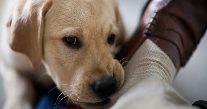 Oui, les chiens peuvent avoir un comportement trompeur avec leur maître pour obtenir ce qu'ils veulent, et c'est la science qui le dit