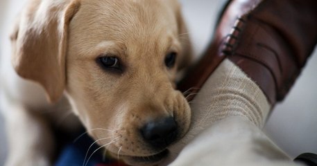 Oui, les chiens peuvent avoir un comportement trompeur avec leur maître pour obtenir ce qu'ils veulent, et c'est la science qui le dit