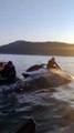 Grupo encontra baleia presa em rede de pesca em Balneário Camboriú