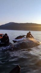 Grupo encontra baleia presa em rede de pesca em Balneário Camboriú
