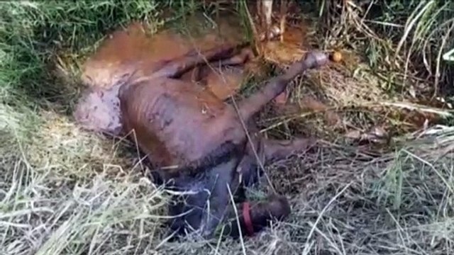 Corpo de Bombeiros é acionado para realizar resgate de cavalo caído em um córrego, no Bairro Cataratas