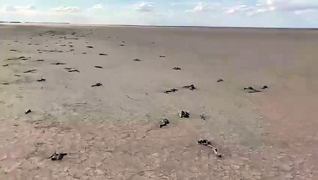 Çiftçiler Tuz Gölü'ne bent çekti, yavru flamingolar öldü