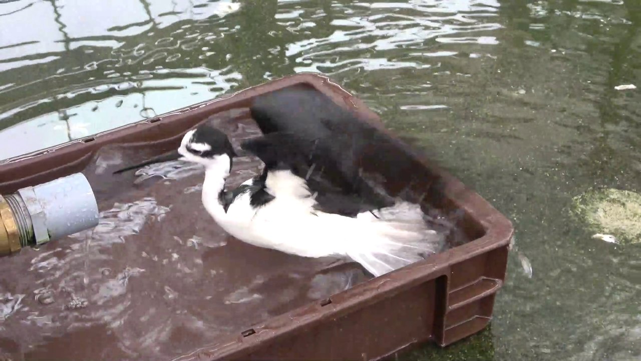 Blsck-necked Stilt bathing in the water & Glossy Ibis / 水浴びするクロエリセイタカシギとブロンズトキ