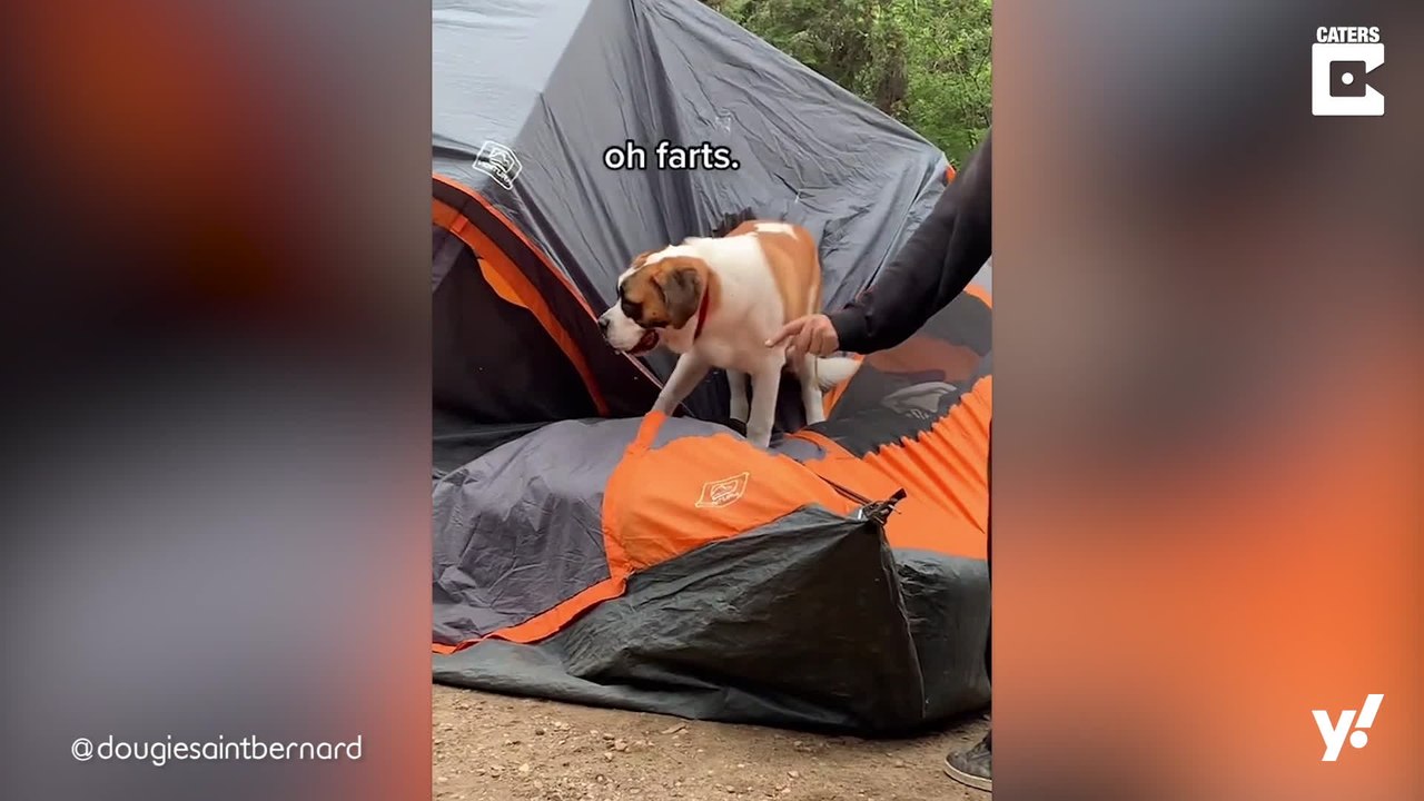 Hund weiß nicht wie man ein Zelt benutzt