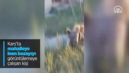 Görüntülemeye çalıştığı ayının saldırısına uğradı